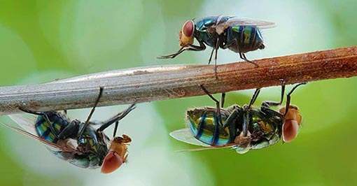 Cluster Flies Pest Control