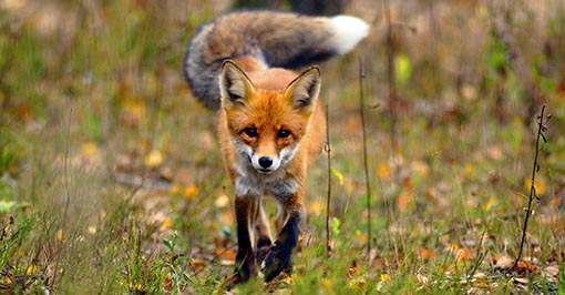 Fox Pest Control