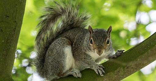 Grey Squirrel Pest Control