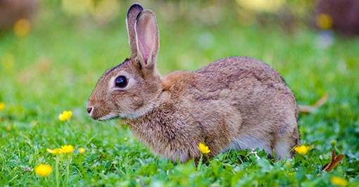 Rabbit Pest Control